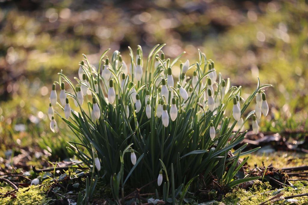 Galanthus Schneegloeckchen